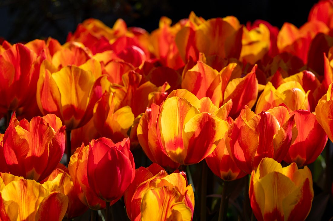 Rode en gele tulpen in volle bloei in Lisse