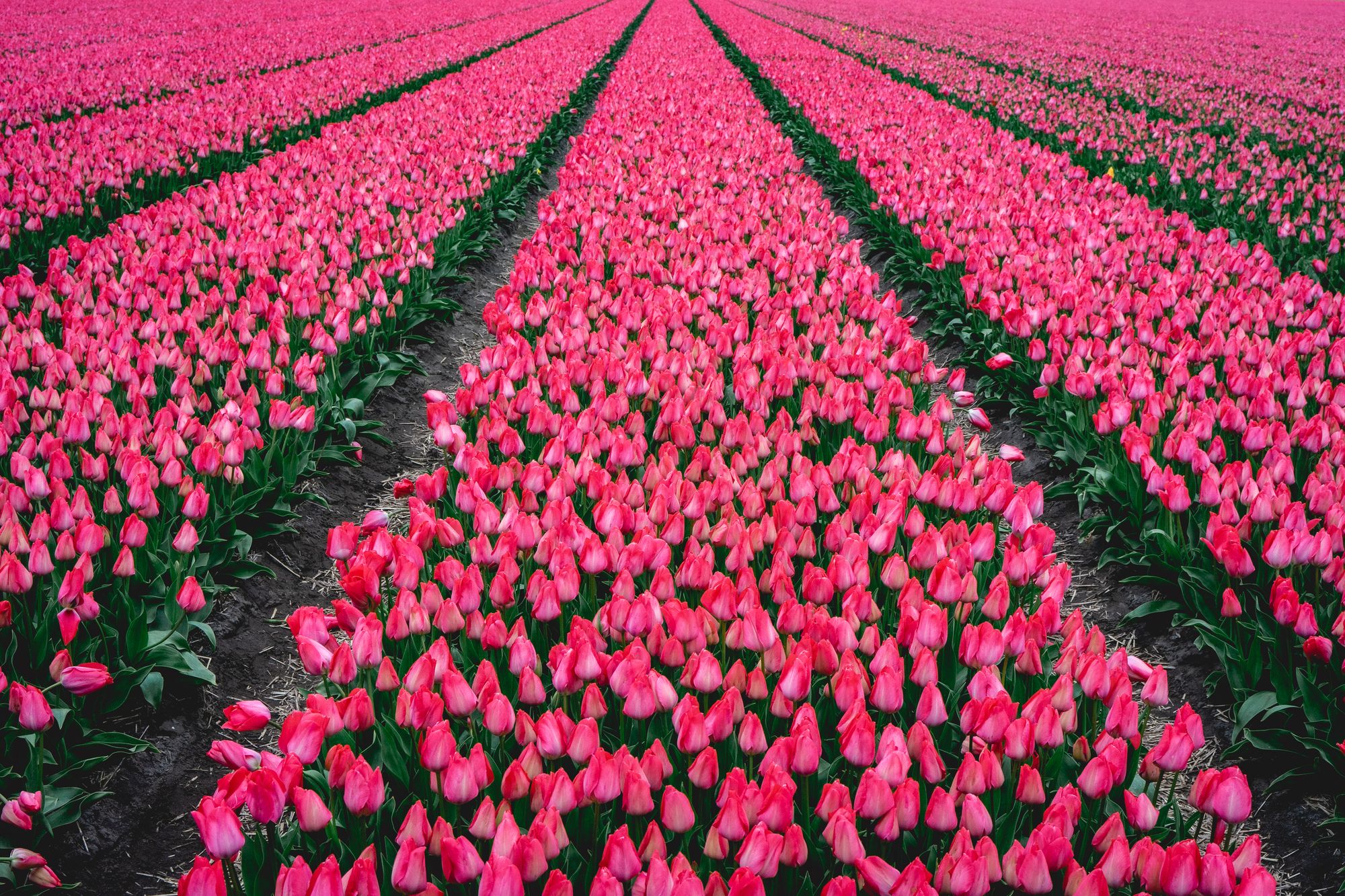 Lange rijen felroze tulpen in een Nederlands bloemenveld